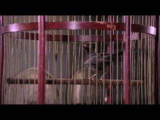 porn непревзойдённый маэстро юмора адриано челентано балует нас антифашизмом hd