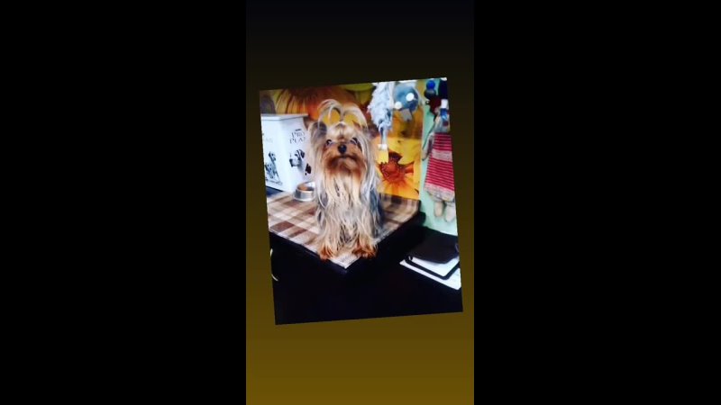 porn 为了留住公司的股东们社长送出了自己最得意的美女秘书作为他们的内射玩物一个小穴插入两根鸡巴 vid 19871002 010414 802 mp4 hd
