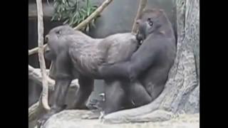 porn секс игры обезьян секс как у людей hd
