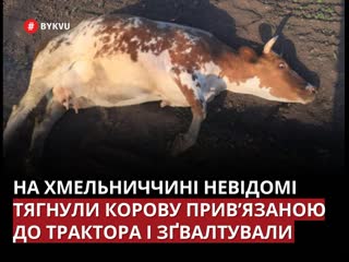 porn тянули привязанной к трактору и молодые в хмельницкой области неизвестные поиздевались над коровой hd