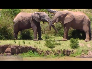 porn эротика в дикой природе 9 12 недель у слонов в африке erotica love and caress african elephants hd