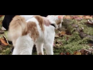 porn trav hd