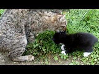 porn с моей стены под музыку шпильки мяу мяу мой пупсик picrolla hd