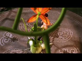 porn 3d порно повзрослевшая принцесса the princess has come of age порно мультфильм 3d порно 3d порно лесбиянки растение hd