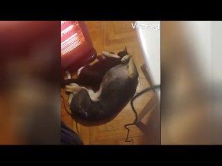 porn дружелюбная кошка пришла обниматься к молодые и растрогала сеть hd