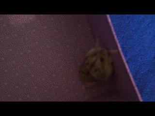 porn моя любимая хомячка печенька hd