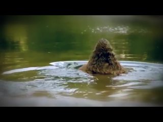porn эротика по турецки забавная эротика у них это порнуха hd