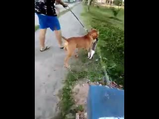 porn gatinha passageira da agonia hd