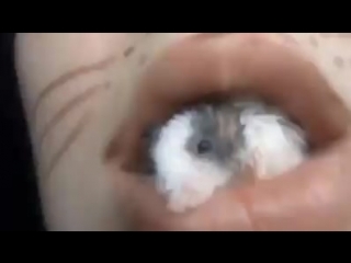 porn gatinha comendo rato hd