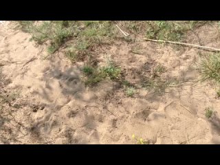 porn эксгибиционист дрочит член при женщине на пляже разговор hd