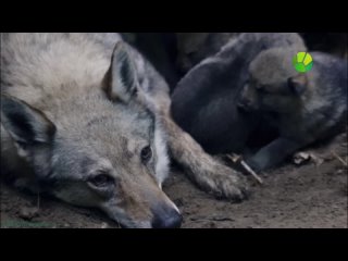 porn bbc снежный волк зимняя сказка познавательный природа молодые флора фауна 2018 hd