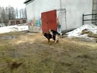 porn молодые порно зоофилия hd