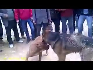 porn собачьи бои питбуль vs немецкая овчарка hd