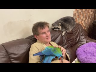 porn любовь енота и попугая к папе безгранична love of a raccoon and a parrot for hd