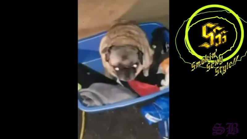porn pug vibing under devil triger hd