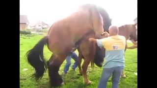 porn как трахаются лошади жесть hd