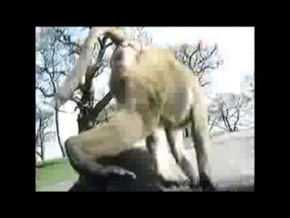 porn обезьяны и секс просто супер hd