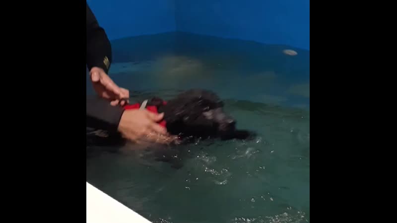 porn 逼毛浓密淫骚大波网红多多小树林演绎西游记勾引师父唐憎啪啪被三个徒弟轮番性报复 vid 20590430 002737 443 mp4 hd