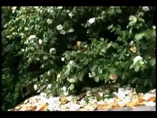 porn выблеванная жертва 2008 жанр снафф трэш хоррор некрореализм hd