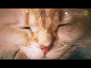 porn поза спящей кошки может многое о ней рассказать hd