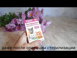 porn стерилизация не помогла течки продолжаются даже спустя 9 месяцев hd