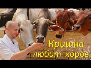 porn кришна любит коров сандхья аватар д вриндаван hd
