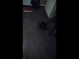 porn снимаю с моим котёнком снимаю видео с моим котёнком васей hd