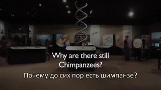 porn eсли мы произошли от обезьян то почему сейчас есть обезьяны hd