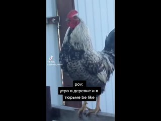 porn утро в деревне и в тюрьме начинается с крика петуха hd