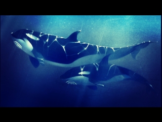 porn ennio morricone саундтрек фильма смерть среди айсбергов orca main theme we are one carol connors hd