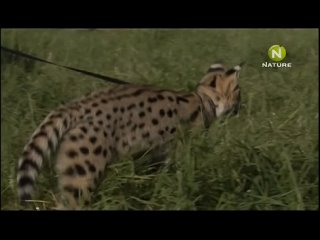 porn ravaged the cheetah diaries s01e04 rus mp3 satrip xvid 2008 hd