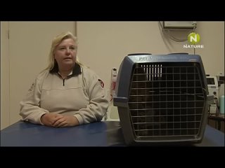 porn gets the cheetah diaries s01e05 rus mp3 satrip xvid 2008 hd