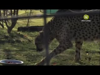 porn roedus the cheetah diaries s01e08 rus mp3 satrip xvid 2008 hd