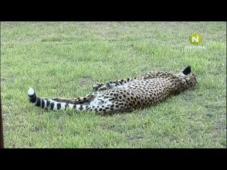 porn pov the cheetah diaries s01e11 rus mp3 satrip xvid 2008 hd