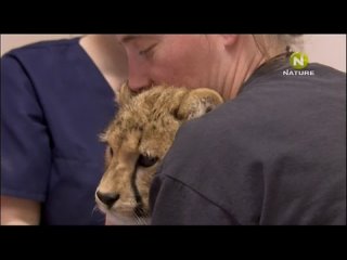 porn lana the cheetah diaries s03e08 rus mp3 satrip xvid 2012 hd