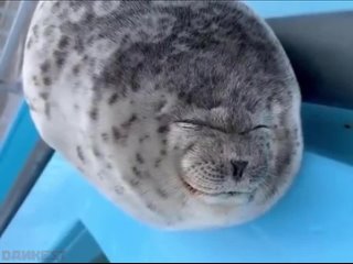 porn милый пухлый тюлень показывает язык hd