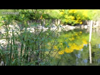 porn водные растения индикаторы загрязнения водоёмов hd