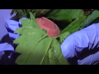 porn nettle handjob hd
