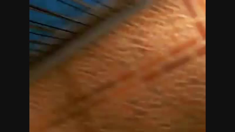 porn безобидный тигреночек но с острыми клыками и когтями hd