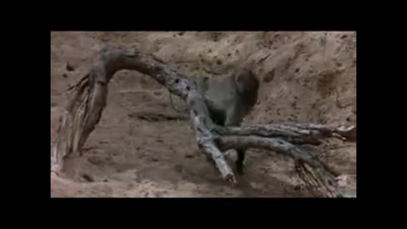 porn африканская пьянь молодые тоже любят расслабиться hd