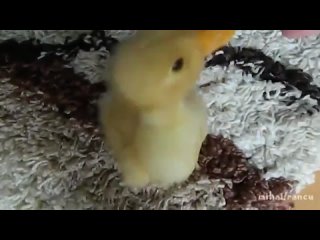 porn что если вместо щенка вам подарили бы маленького утёнка hd