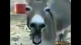 porn лошадь гей трахает осла гея hd