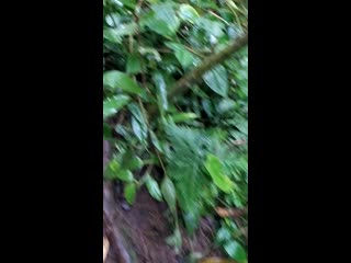 porn видео от carlos alberto olivero gallego hd