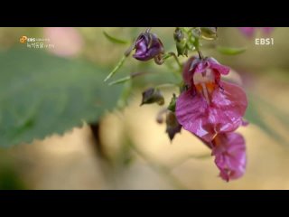 porn гордая красавица не тронь её взрывается hd