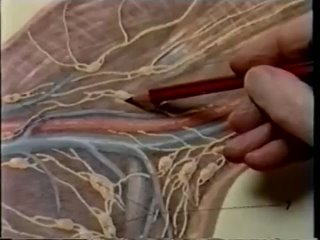 porn лимфодренажный массаж техника и комментарии основателя направления hd