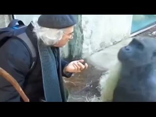 porn пожилой мужик что то рассказывает а обезьяна его внимательно слушает hd