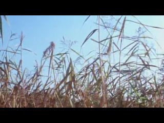 porn сексуальные приключения трех мушкетеров фильм 18 hd