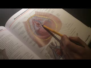 porn женские наружные половые органы женский мочеиспускательный канал hd