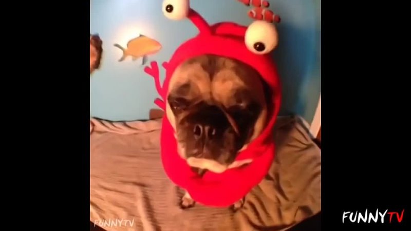 porn funny pug vines hd