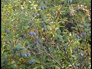 porn девственно красивая нетронутая человечеством природа камчатки hd